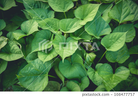 Green sweet potato leaves in growth at garden Green sweet potato leaves in growth at garden 108477757