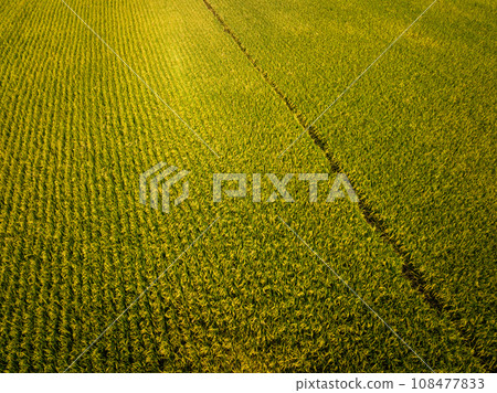 Aerial footage of rice field on the autumn day,China 108477833