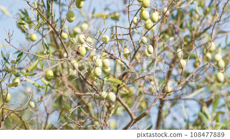 Green olives on tree branch Green olives on tree branch 108477889