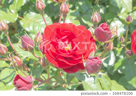Rose [variety: rubber root] 108478100