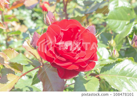 Rose [variety: rubber root] 108478101