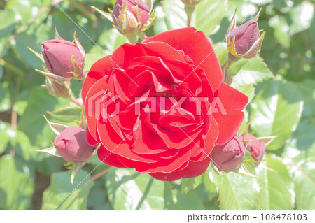 Rose [variety: rubber root] 108478103