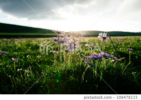 Tatarian Aster flowers blooming in high altitude grassland, China Tatarian Aster flowers blooming in high altitude grassland, China 108478115