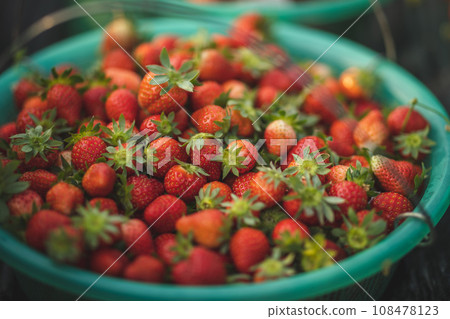 Harvest strawberry fruits  in spring garden 108478123