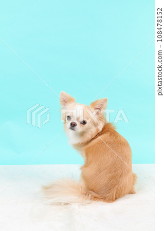 Cream-colored Chihuahua in a pose with his whole body turned around 108478152