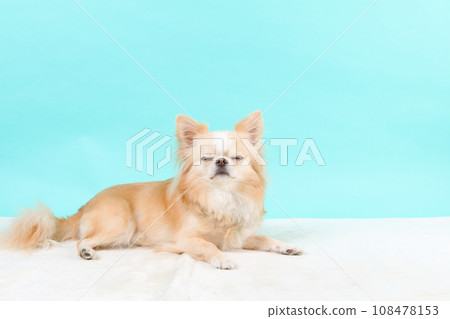 A small dog relaxing with a hug A small dog relaxing with a hug 108478153