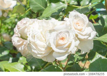 玫瑰【品種:珍珠貝】 玫瑰【品種:珍珠貝】 108478235