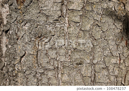 Tree trunk in a forest 108478237