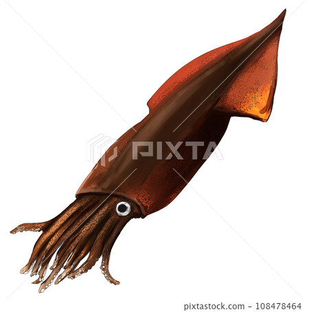 寫實手繪魷魚 108478464
