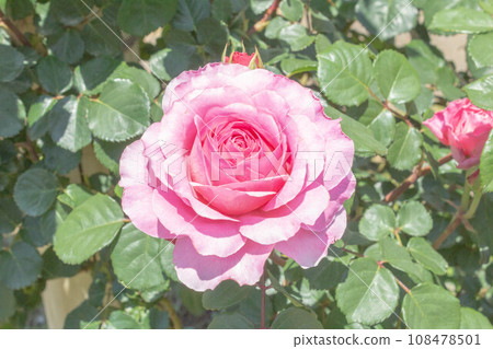 Rose [variety: Eisvogel] 108478501