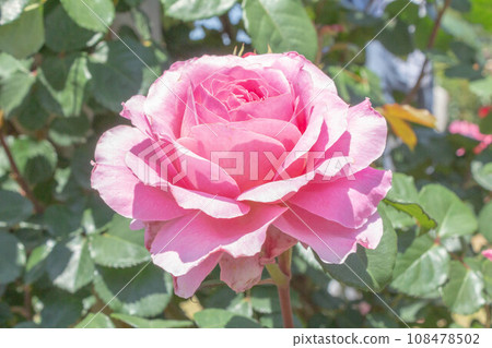 玫瑰【品種：Eisvogel】 108478502