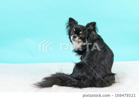 A small dog with a full-body turning pose 108478521