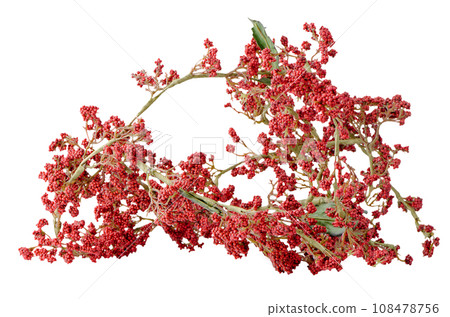 Christmas arrangement 108478756