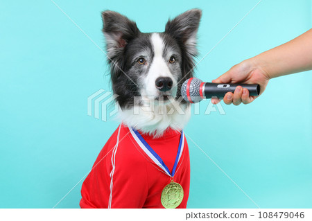 Gold medal winning border collie being interviewed with a microphone Gold medal winning border collie being interviewed with a microphone 108479046