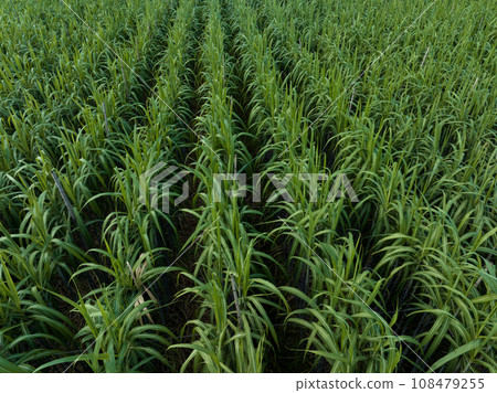 Aerial view of sugarcane plants growing at field 108479255