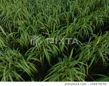 Aerial view of sugarcane plants growing at field 108479256