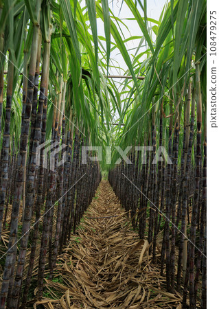 Sugarcane plants grow in field Sugarcane plants grow in field 108479275
