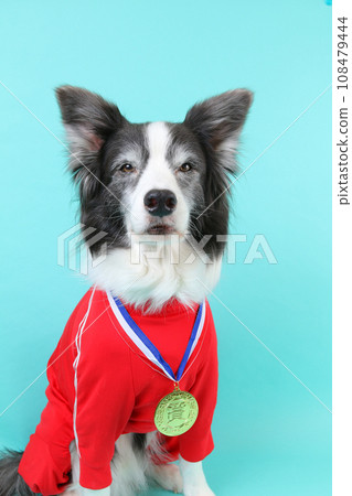 Border collie with a gold medal around its neck Border collie with a gold medal around its neck 108479444