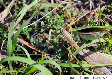 A life-or-death battle between the brown giant praying mantis and the green yellow-bellied mantis (natural light, macro close-up photography) A life-or-death battle between the brown giant praying mantis and the green yellow-bellied mantis (natural light, macro close-up photography) 108479754