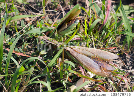 A life-or-death battle between the brown giant praying mantis and the green yellow-bellied mantis (natural light, macro close-up photography) A life-or-death battle between the brown giant praying mantis and the green yellow-bellied mantis (natural light, macro close-up photography) 108479756