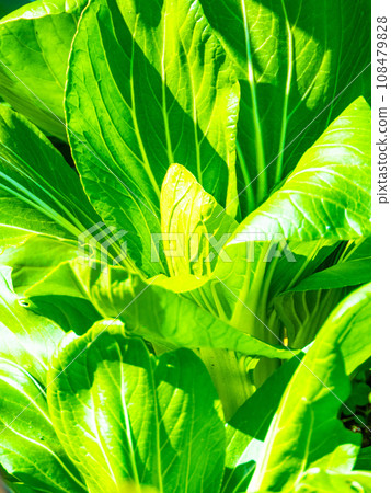 Close-up of komatsuna 108479828