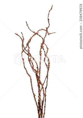 Golden Christmas decoration branches Golden Christmas decoration branches 108479918