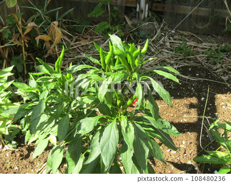 Chili peppers with fruit facing upwards are hawk claws. 108480236