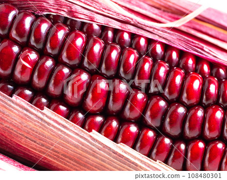 Purple corn Purple corn 108480301