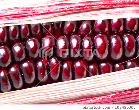 Purple corn Purple corn 108480303