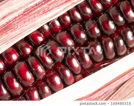 Purple corn Purple corn 108480318