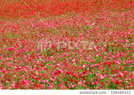 位於埼玉縣秩父郡南町和東秩父村的秩父高原農場，天空中的罌粟田一側盛開著雪莉罌粟 108480322