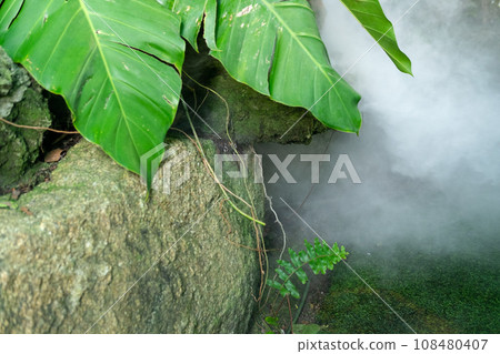 Green lush foliage moss and fern in reshness plant garde with a misty climate 108480407