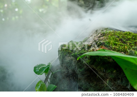 Green lush foliage moss and fern in reshness plant garde with a misty climate Green lush foliage moss and fern in reshness plant garde with a misty climate 108480409