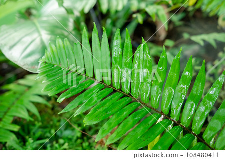 Green lush foliage moss and fern in reshness plant garde, rainforest. 108480411