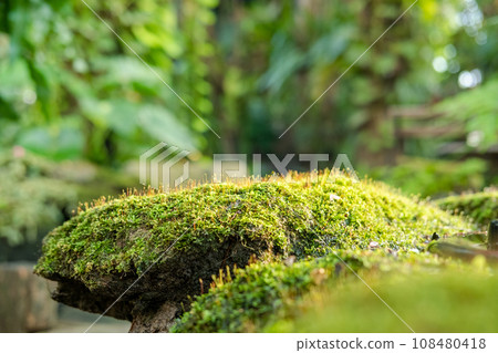 Green lush foliage moss and fern in reshness plant garde, rainforest. 108480418