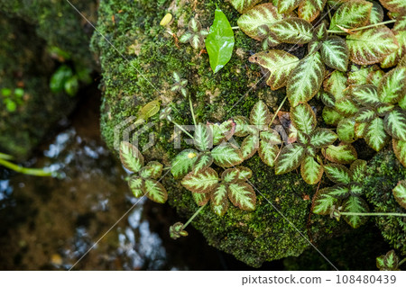 Green lush foliage moss and fern in reshness plant garde, rainforest. Green lush foliage moss and fern in reshness plant garde, rainforest. 108480439