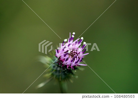 Prickly pink buds of thistle (natural light, macro lens close-up) Prickly pink buds of thistle (natural light, macro lens close-up) 108480503