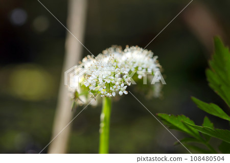 Umbrella-like inflorescence of white Japanese parsley (natural light, macro lens close-up) 108480504