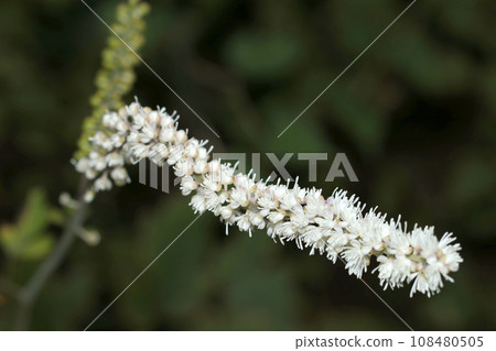 Long white flower racemes of Sargassum sinensis (natural light, macro lens close-up) Long white flower racemes of Sargassum sinensis (natural light, macro lens close-up) 108480505