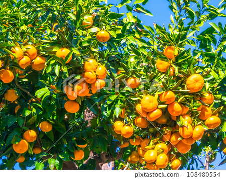 Bell-shaped Wenzhou mandarin oranges 108480554