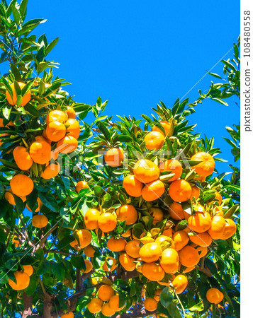 Bell-shaped Wenzhou mandarin oranges 108480558