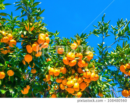 Bell-shaped Wenzhou mandarin oranges 108480560
