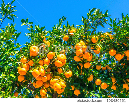 Bell-shaped Wenzhou mandarin oranges Bell-shaped Wenzhou mandarin oranges 108480561