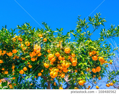 Bell-shaped Wenzhou mandarin oranges 108480562