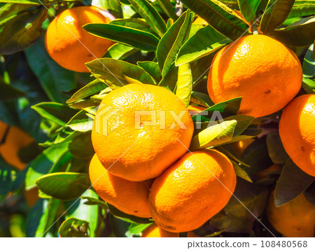 Bell-shaped Wenzhou mandarin oranges Bell-shaped Wenzhou mandarin oranges 108480568