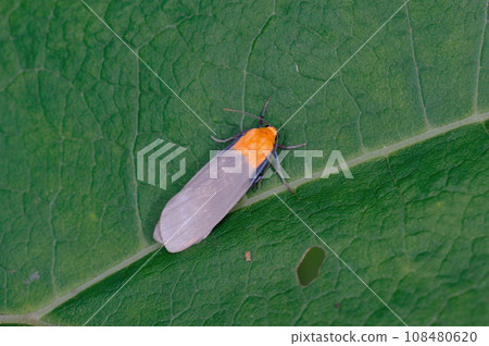 Japanese soba (Kamishihoro Town, Hokkaido) Japanese soba (Kamishihoro Town, Hokkaido) 108480620