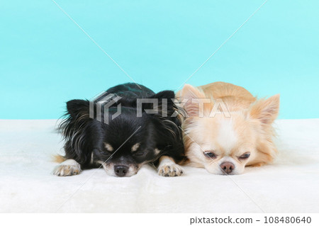 Two Chihuahuas sleeping together 108480640