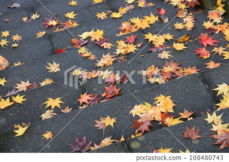 Stone steps and fallen autumn leaves Stone steps and fallen autumn leaves 108480743