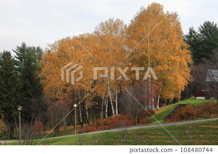 Yellow-leaved Shirakaba forest 108480744