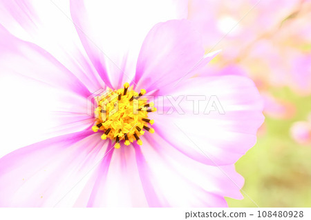 粉紅色的波斯菊正在盛開 108480928